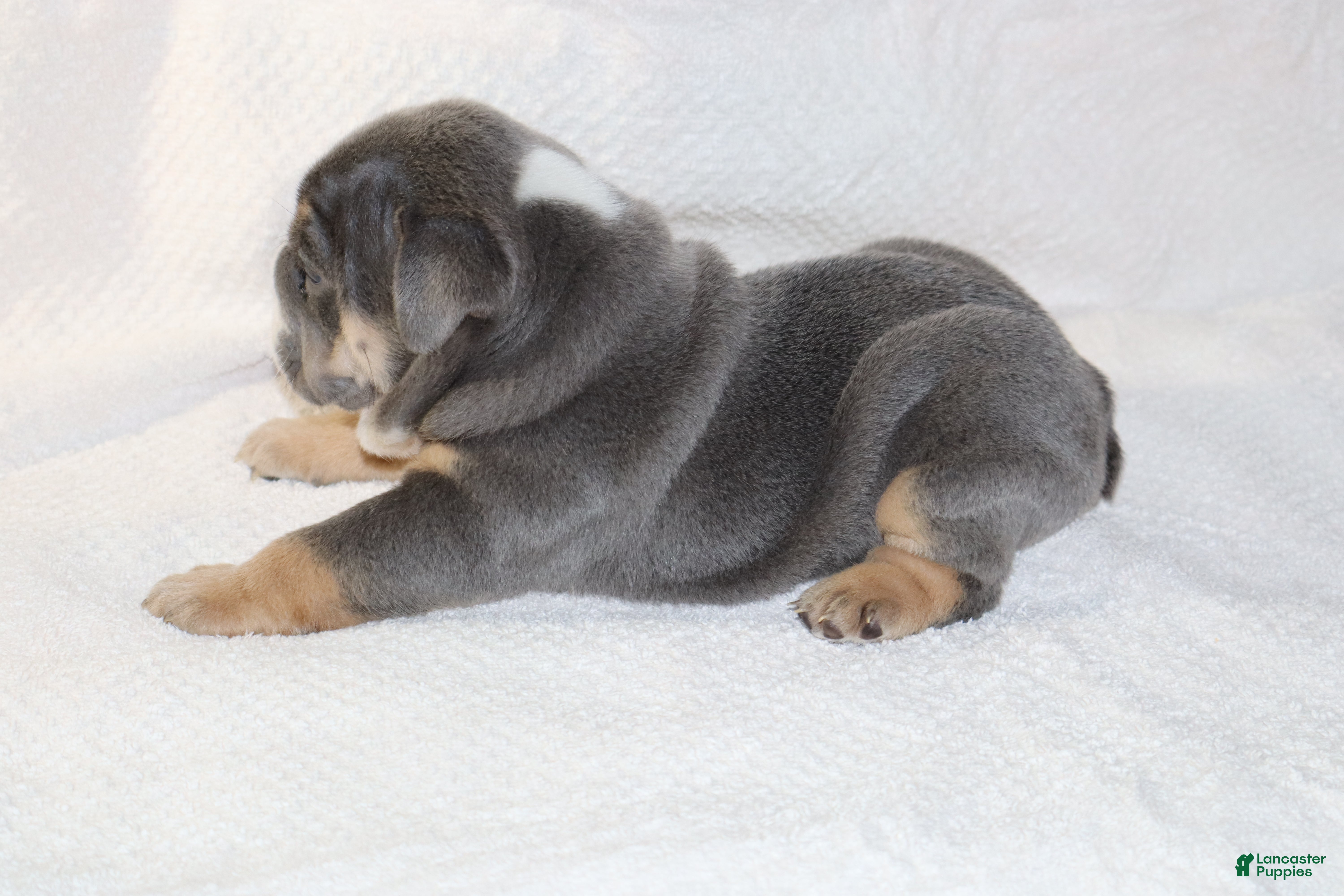 English Bulldog dogs for sale: Madalyn - Ad 2