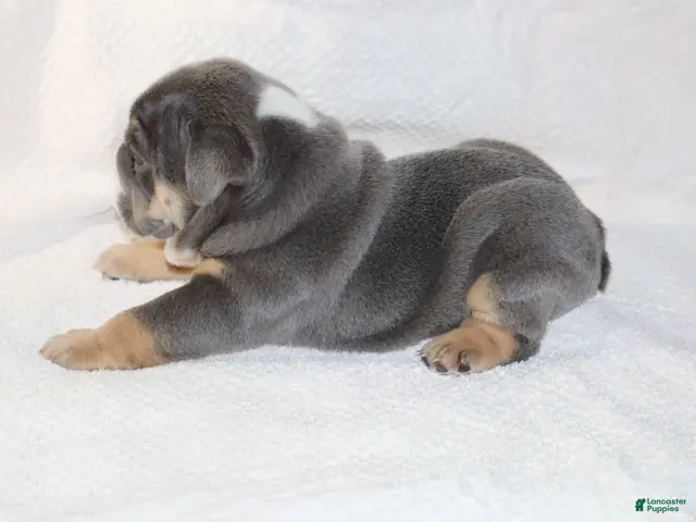English Bulldog dogs for sale: Madalyn - Ad 2