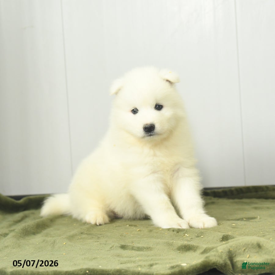 Samoyed dogs Cheerio - Ad 1