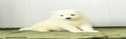 Samoyed dogs for sale: Cheerio - Ad 1