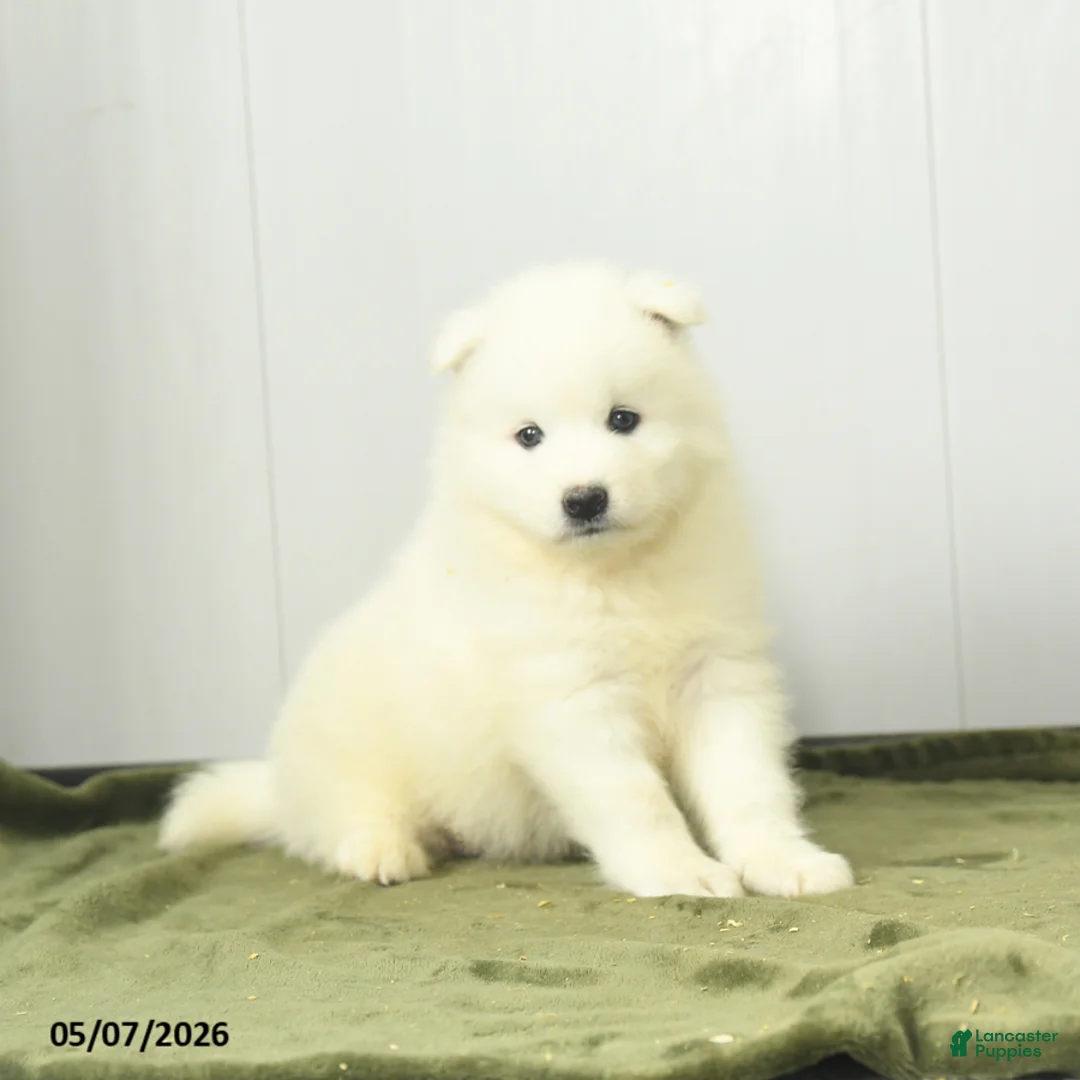 Samoyed dogs for sale: Cheerio - Ad 1