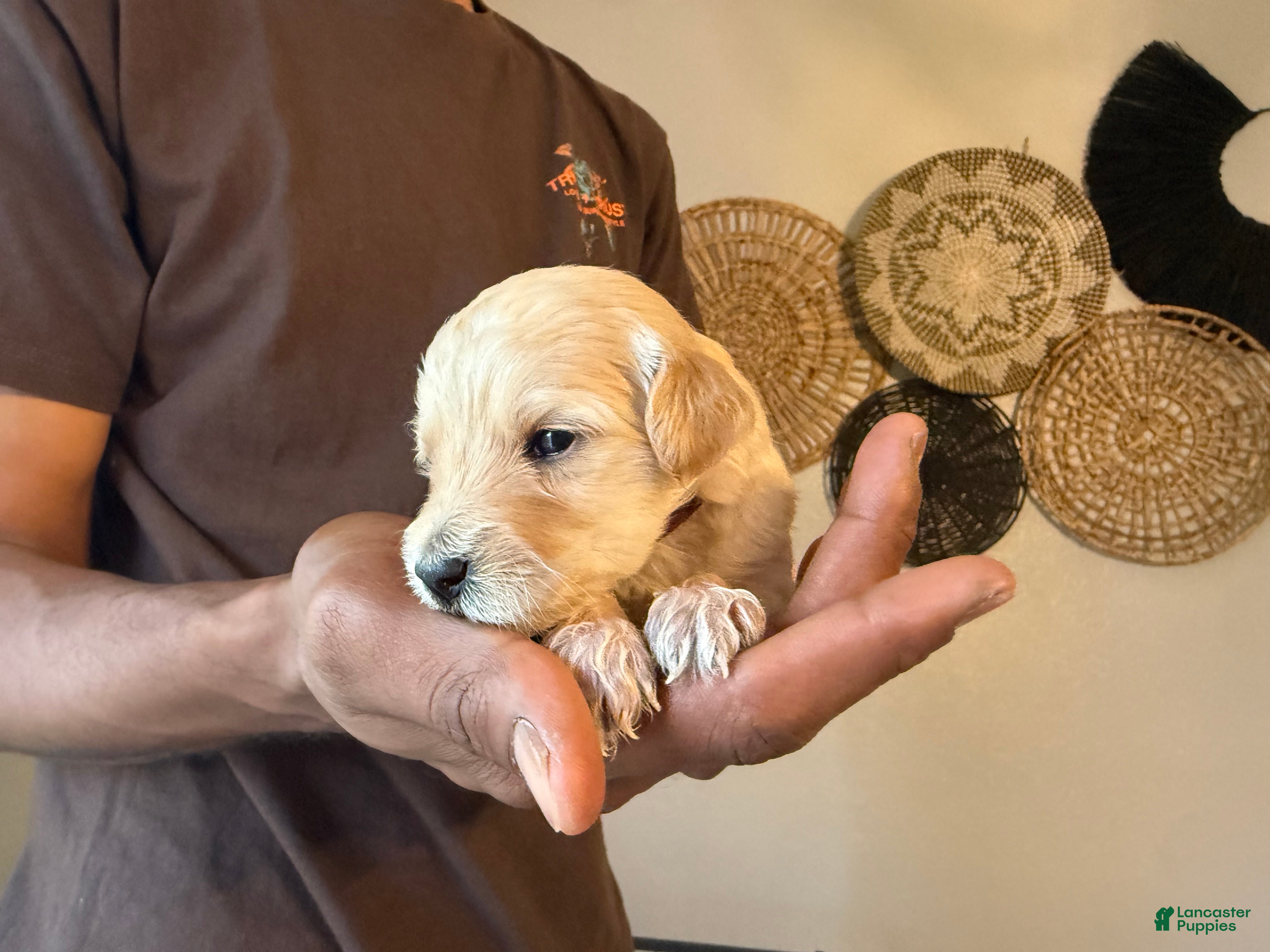 Mini Goldendoodle dogs Prada - Ad 37