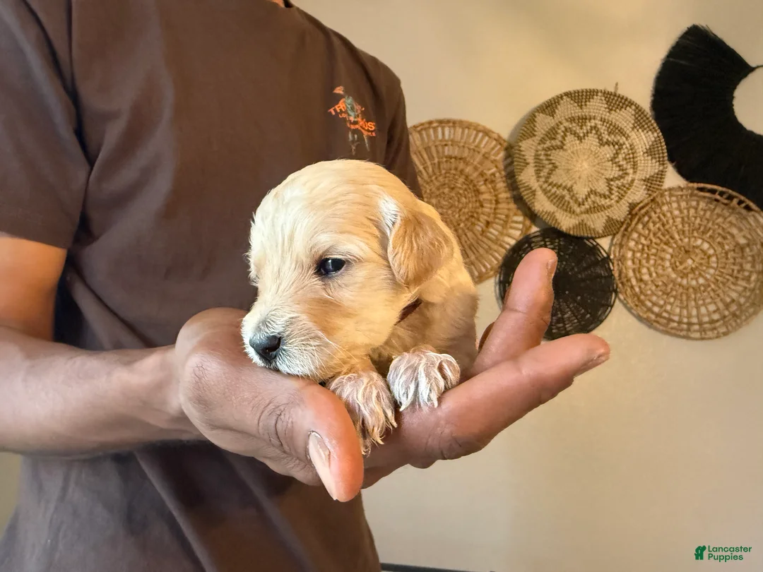 Mini Goldendoodle dogs for sale: Prada - Ad 1