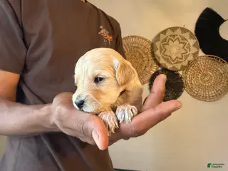 Mini Goldendoodle dogs Prada - Ad 37