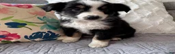 Miniature Australian Shepherd dogs for sale: Miniature Australian Shepherd Puppy 2 - Ad 8