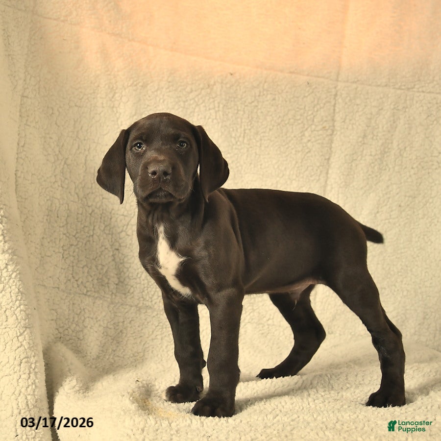 German Shorthaired Pointer dogs Max  - Ad 1