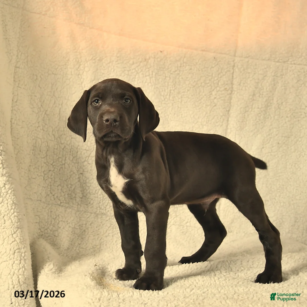 German Shorthaired Pointer dogs for sale: Max  - Ad 1