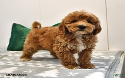 Mini Goldendoodle dogs for sale: Sandra - Image 5