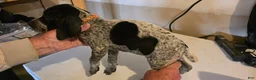 German Shorthaired Pointer dogs for sale: German Shorthaired Pointer Puppy 2 - Ad 1