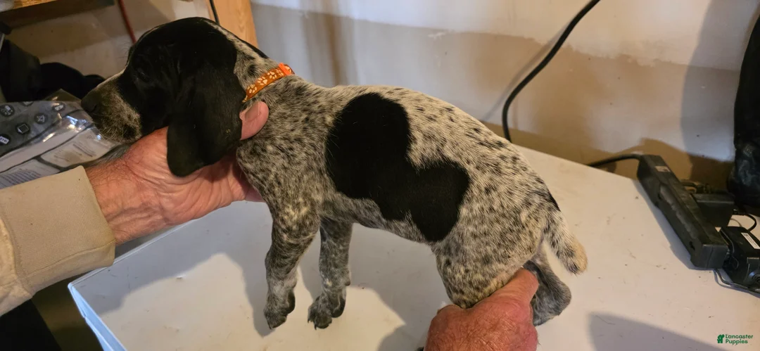 German Shorthaired Pointer dogs for sale: German Shorthaired Pointer Puppy 2 - Ad 1
