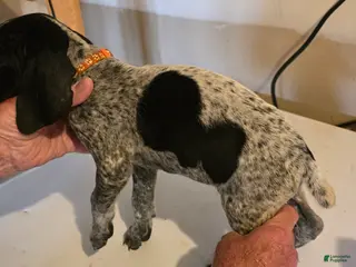 German Shorthaired Pointer dogs for sale: German Shorthaired Pointer Puppy 2 - Ad 4