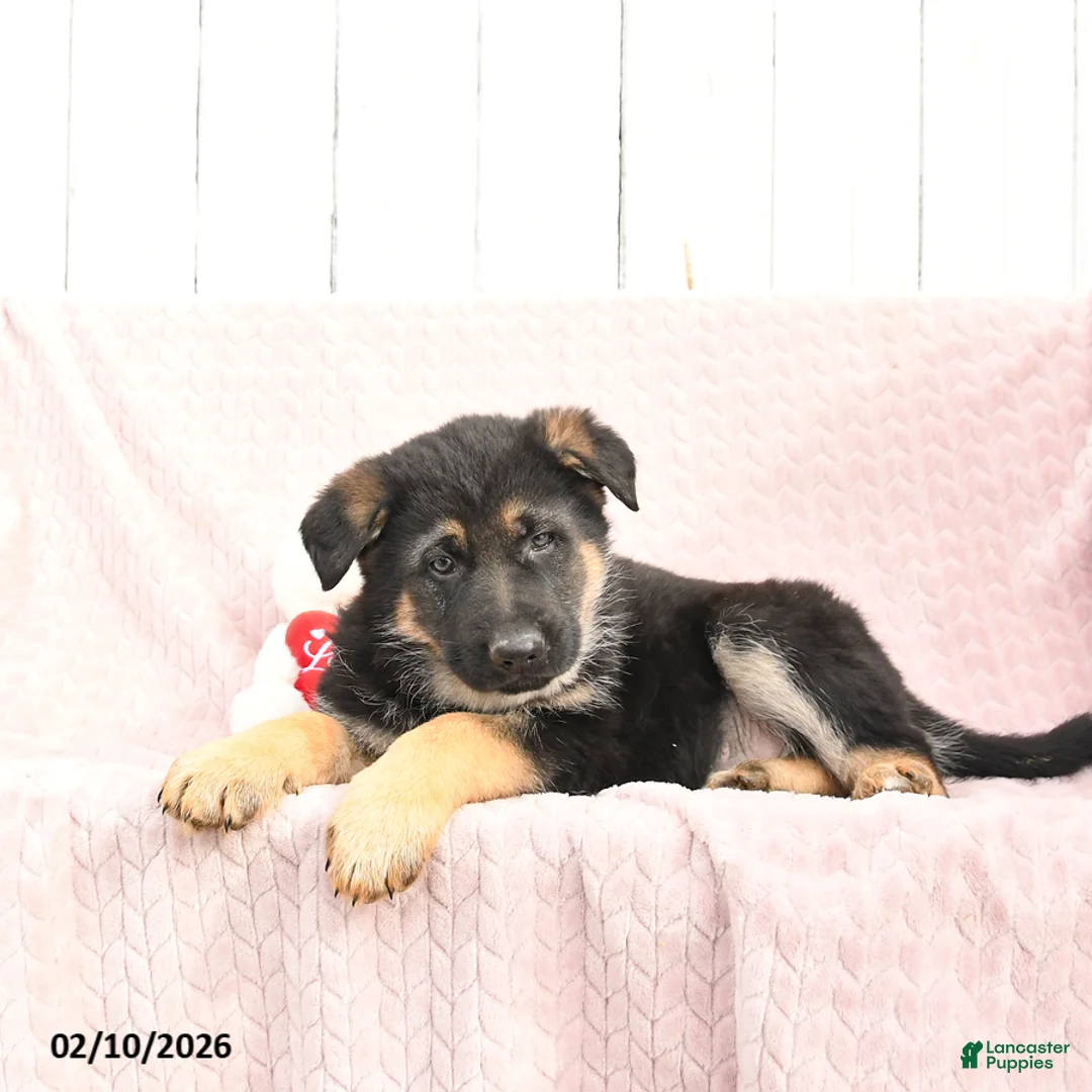 German Shepherd dogs for sale: Saber - Ad 3