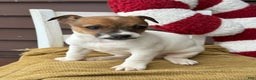 Jack Russell Terrier dogs for sale: Jojo - Ad 6