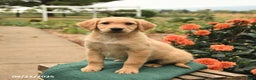 Golden Retriever dogs for sale: Precious - Ad 4