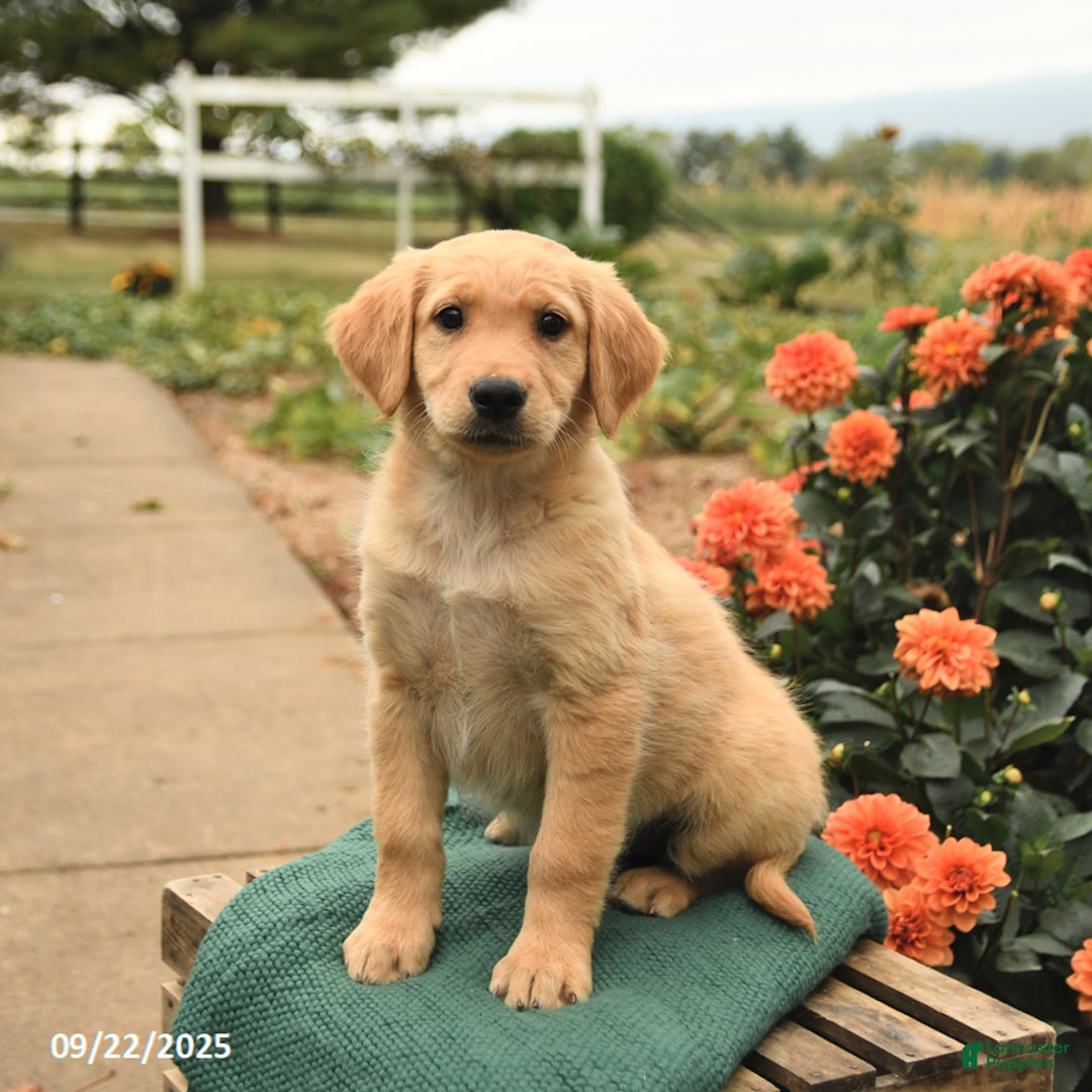 Golden Retriever dogs for sale: Precious - Ad 4