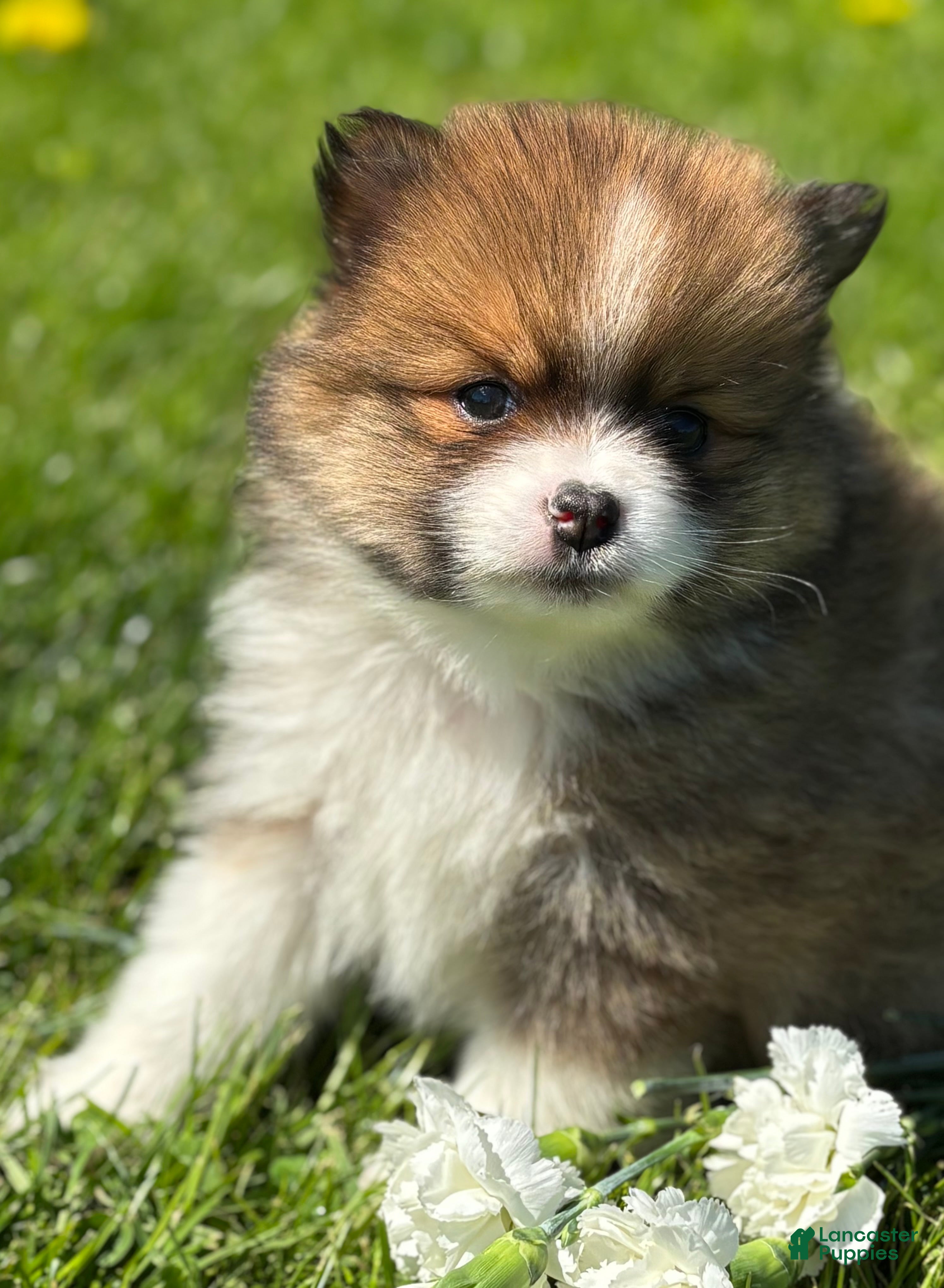 Pomeranian dogs Moppet - Ad 2