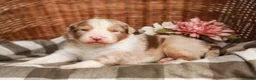 Australian Shepherd dogs for sale: Winston - Ad 1