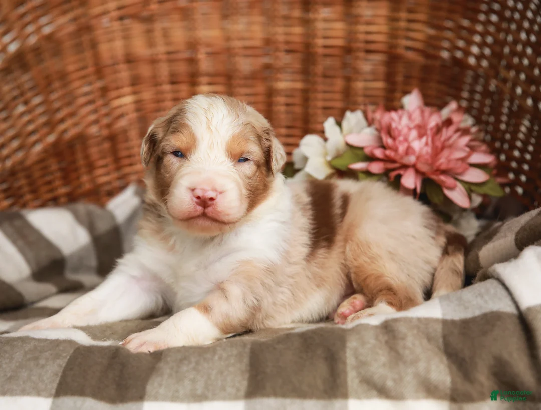 Australian Shepherd dogs for sale: Winston - Ad 1