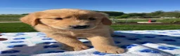 Golden Retriever dogs for sale: Max - Ad 2