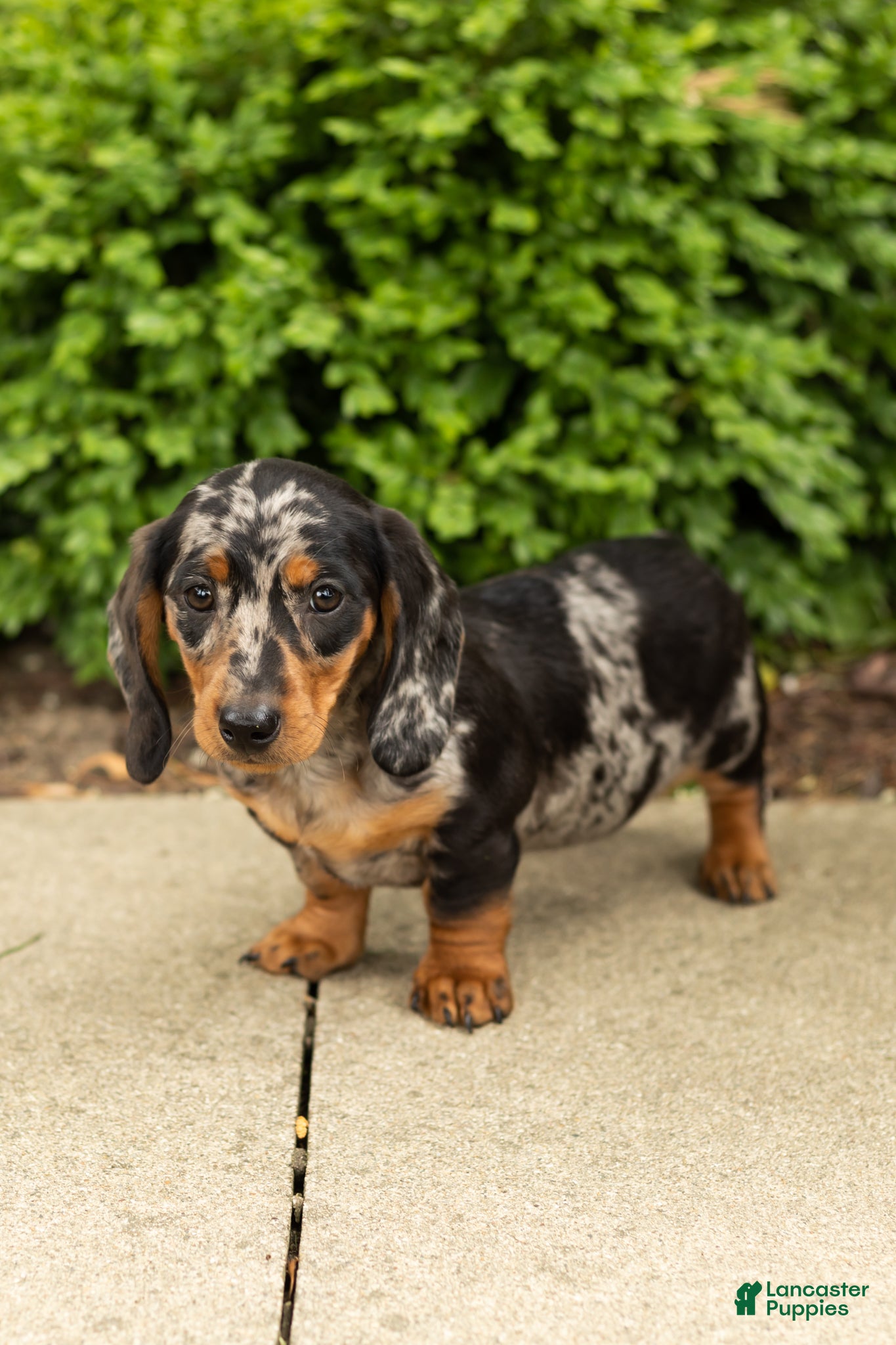 Miniature Dachshund dogs Ollie - Ad 41
