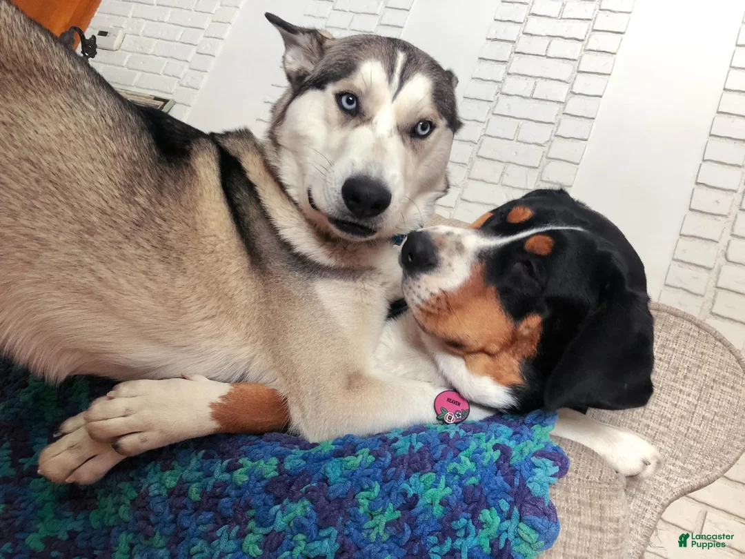 Gallery Image {{count}}