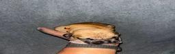 South African Boerboels dogs for sale: Queen of Hearts  - Ad 5