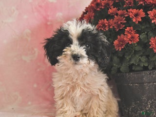 Toy Poodle dogs - Ad 6