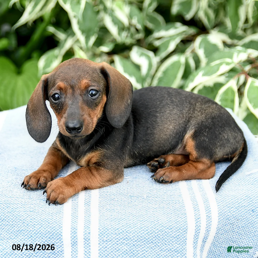 Miniature Dachshund dogs for sale: Maya - Ad 3