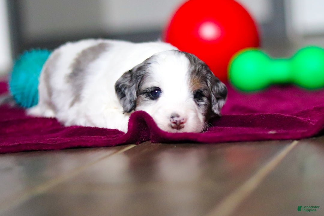 Mini Bernedoodle dogs for sale: Jesse - Ad 8