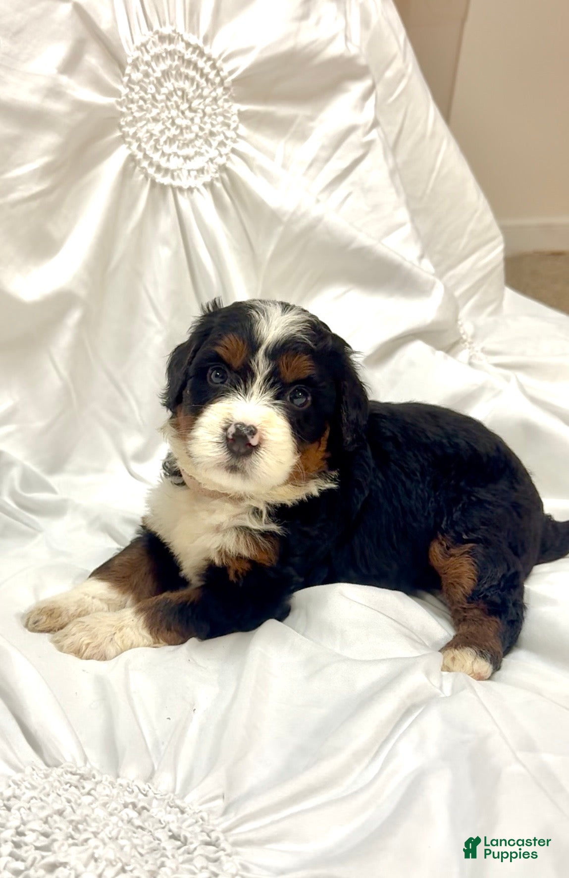 Mini Bernedoodle dogs  Oakley - Ad 30