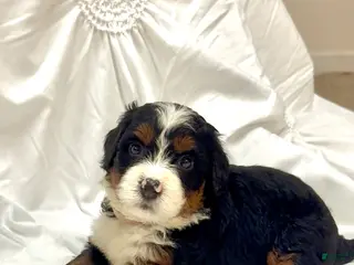 Mini Bernedoodle dogs Oakley - Ad 30