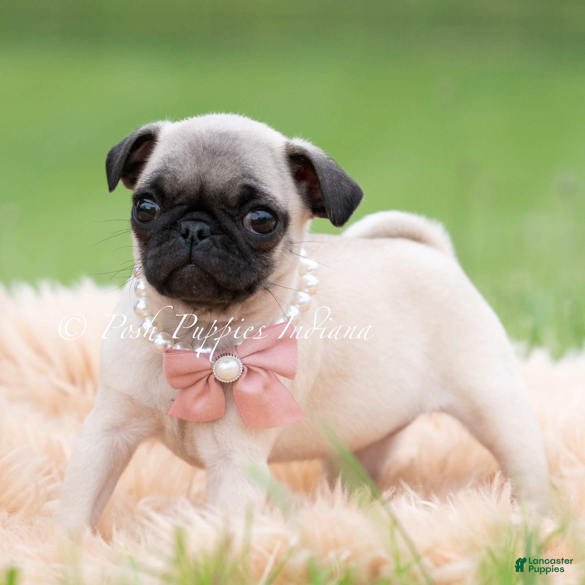 Pug dogs for sale: Love Bug - Ad 4