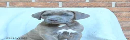 Cane Corso dogs for sale: Duncan - Ad 5