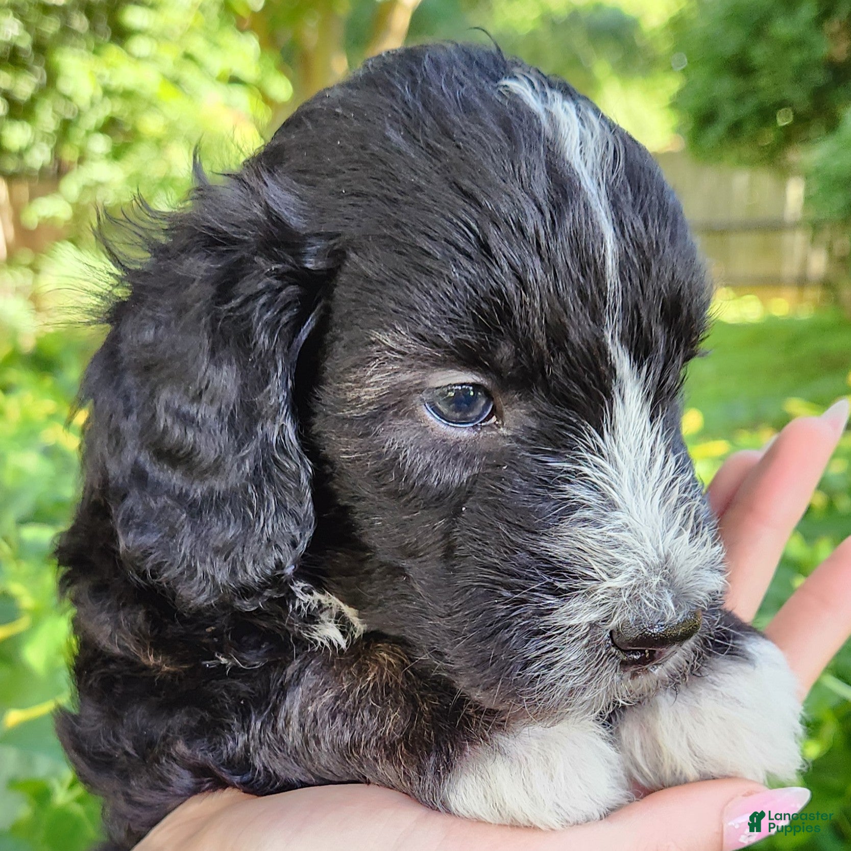 Mini Aussiedoodle dogs Snoopy - Male Tuxedo - Ad 1