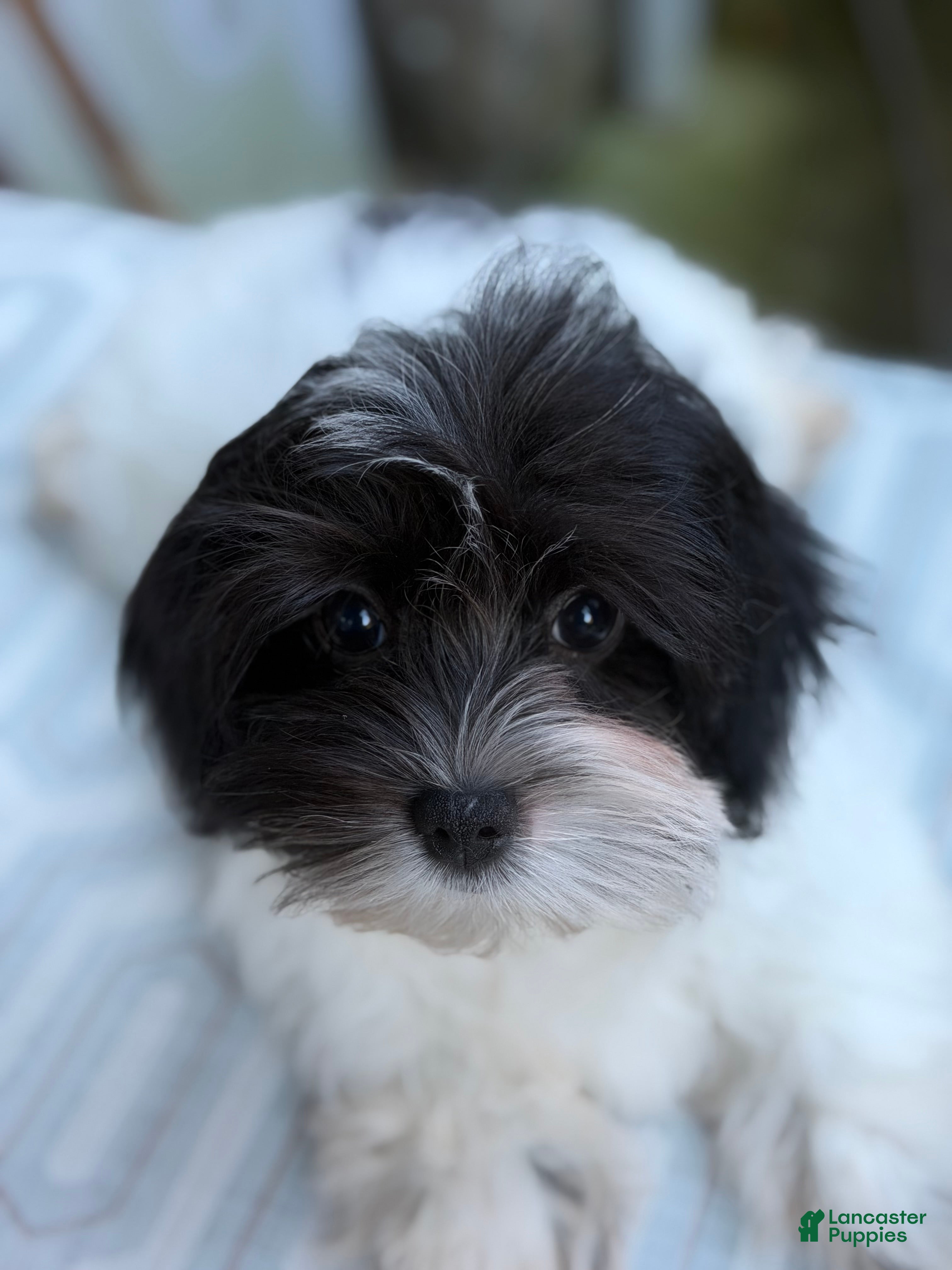 Morkie dogs for sale: Bean - Ad 2