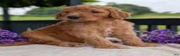 Goldendoodle dogs for sale: Parker - Ad 21