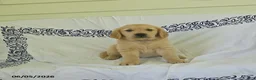 Golden Retriever dogs for sale: Bear - Ad 1