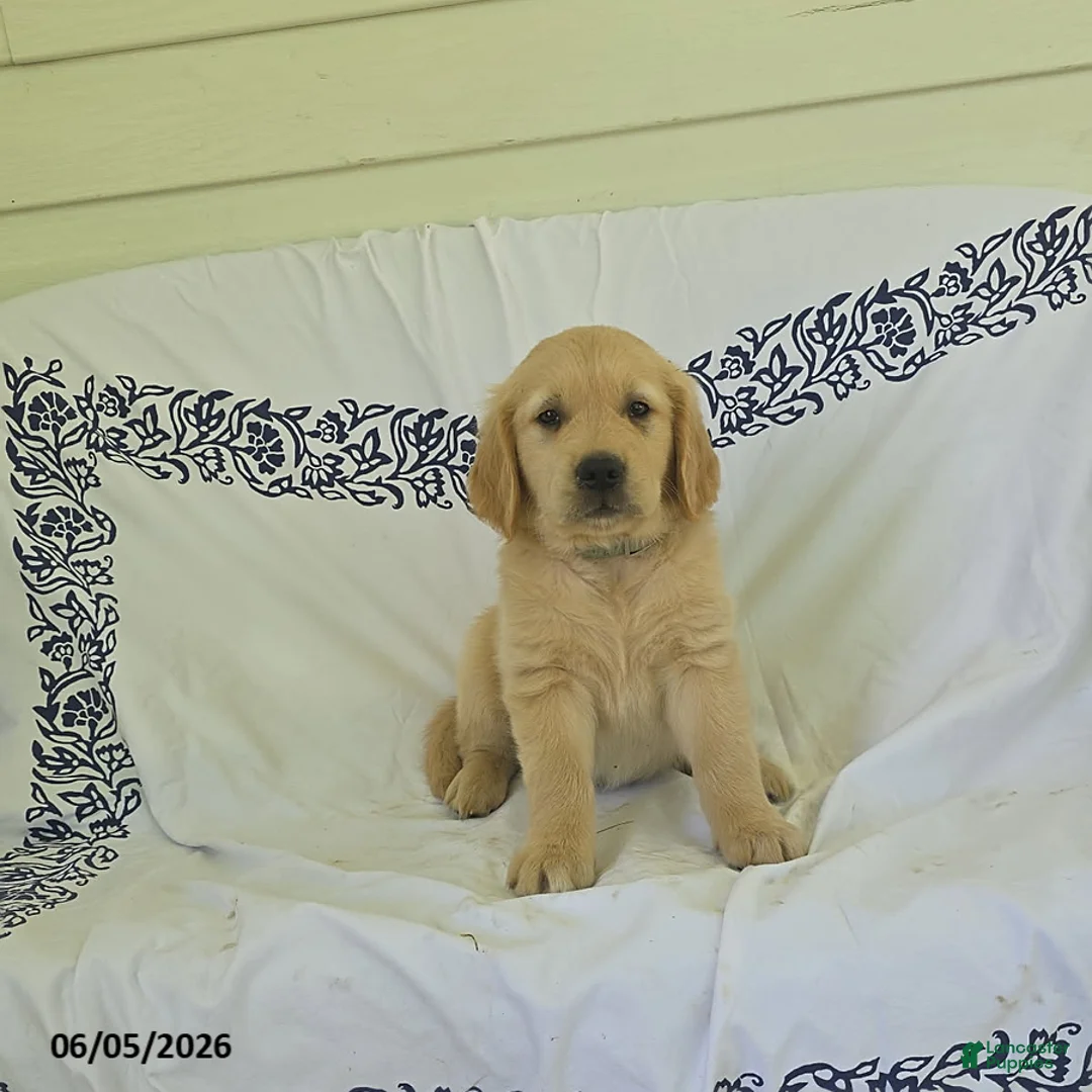 Golden Retriever dogs for sale: Bear - Ad 1