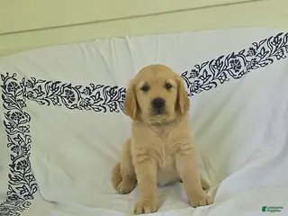 Golden Retriever dogs for sale: Bear - Ad 2