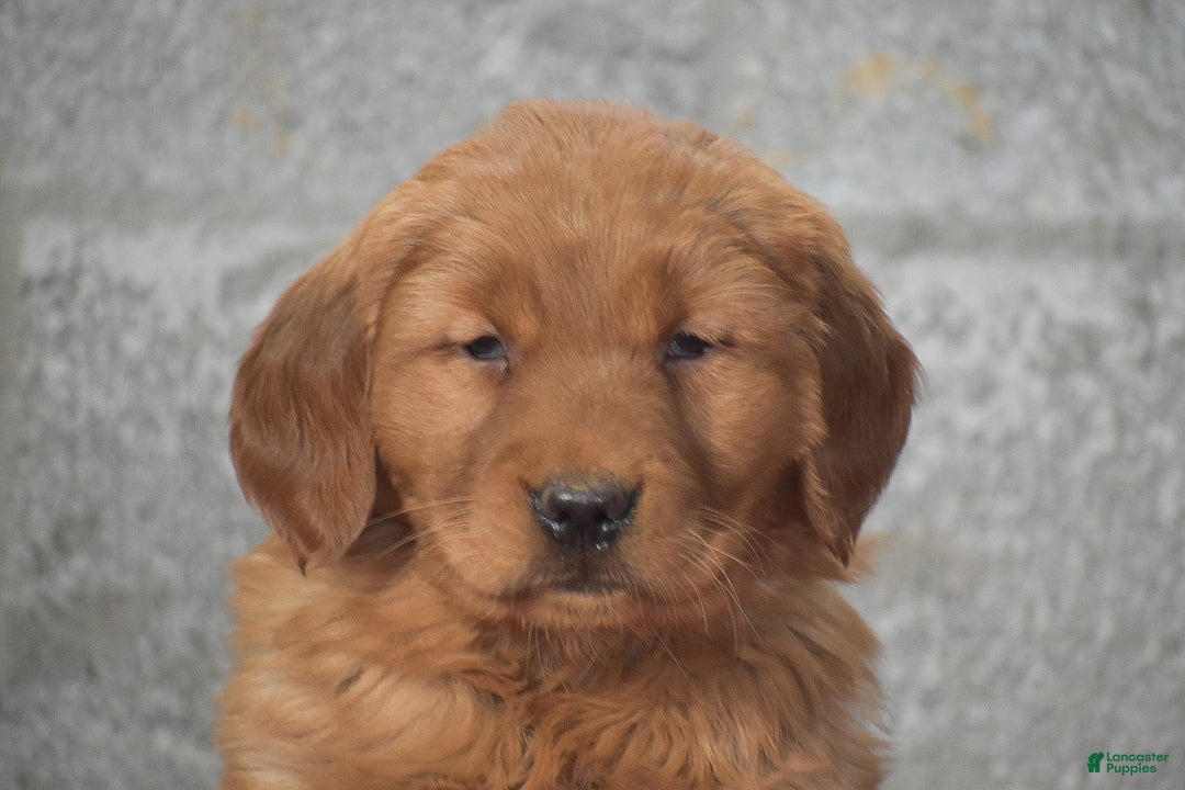 Golden Retriever dogs for sale: Deanna - Ad 3