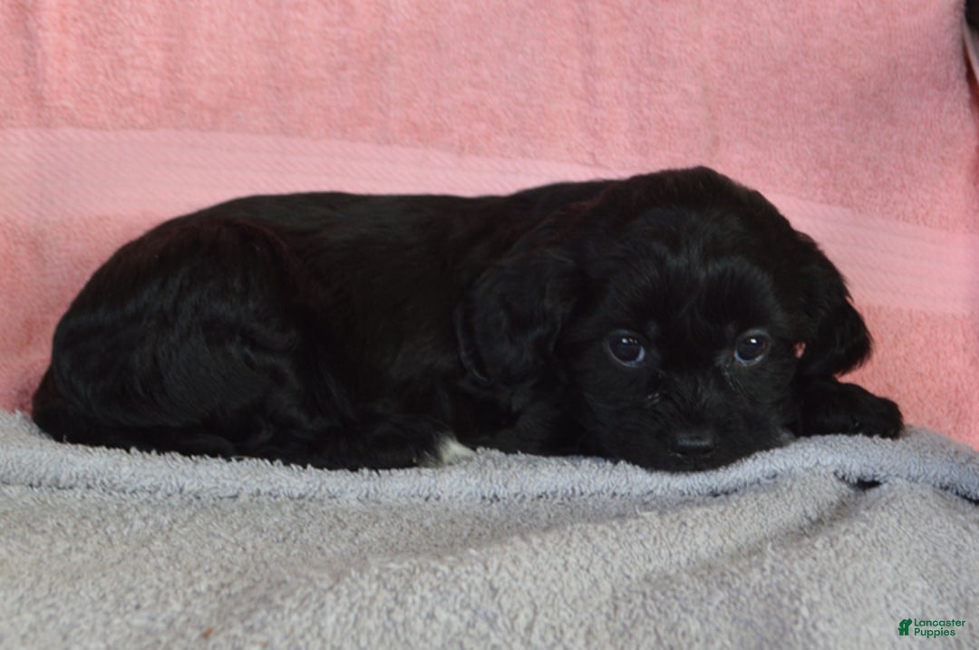 Yorkiepoo dogs for sale: Nancy - Ad 3