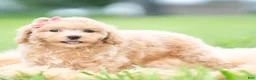 Toy Poodle dogs for sale: Sparkle AKC - Ad 2