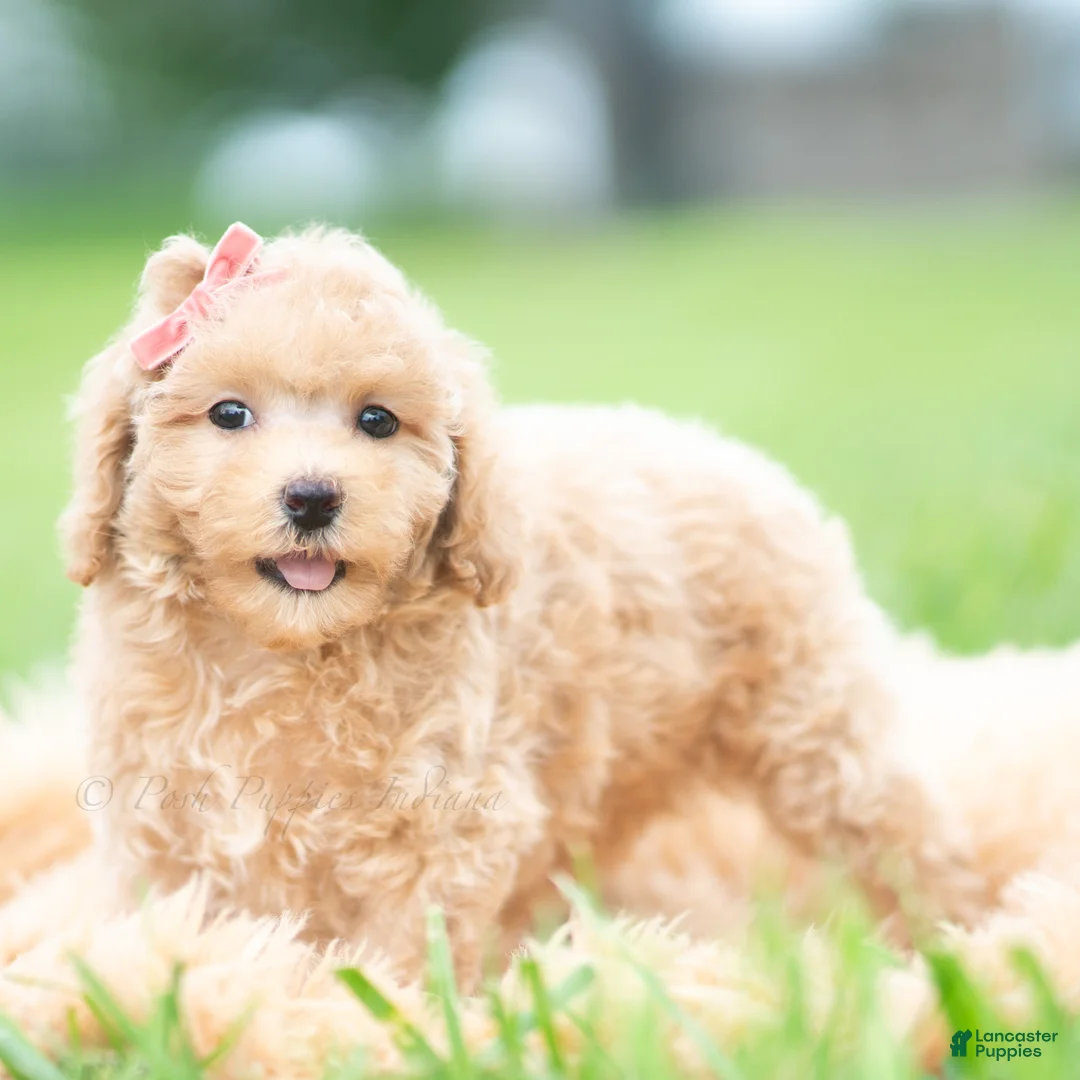 Toy Poodle dogs for sale: Sparkle AKC - Ad 2