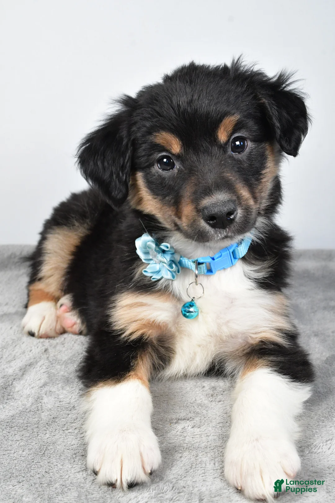 Miniature Australian Shepherd dogs for sale: Ocean - Ad 7