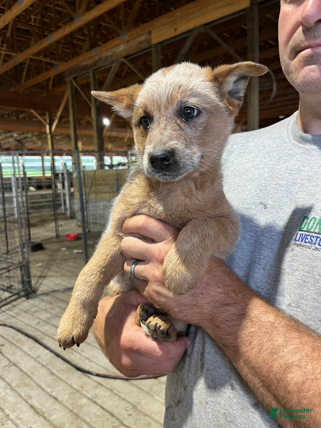 Australian Cattle Dog dogs for sale: Debbie - Ad 2