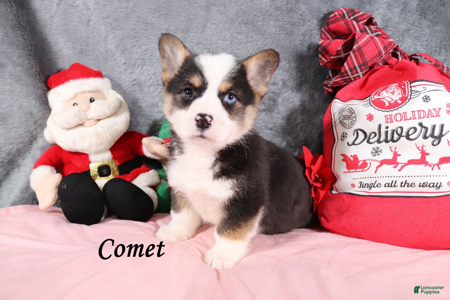 Welsh Corgi Pembroke dogs Comet - Ad 12