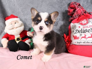 Welsh Corgi Pembroke dogs Comet - Ad 24