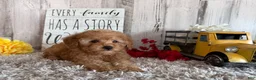 Toy Poodle dogs for sale: Viggo - Ad 5