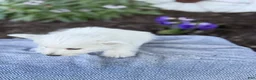 West Highland Terrier dogs for sale: Blazer - Ad 8