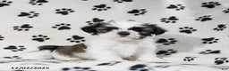 Shih Tzu dogs for sale: Poppy - Ad 1